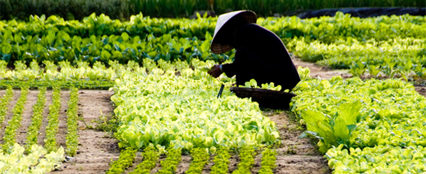 hoi-an-garden-farmer